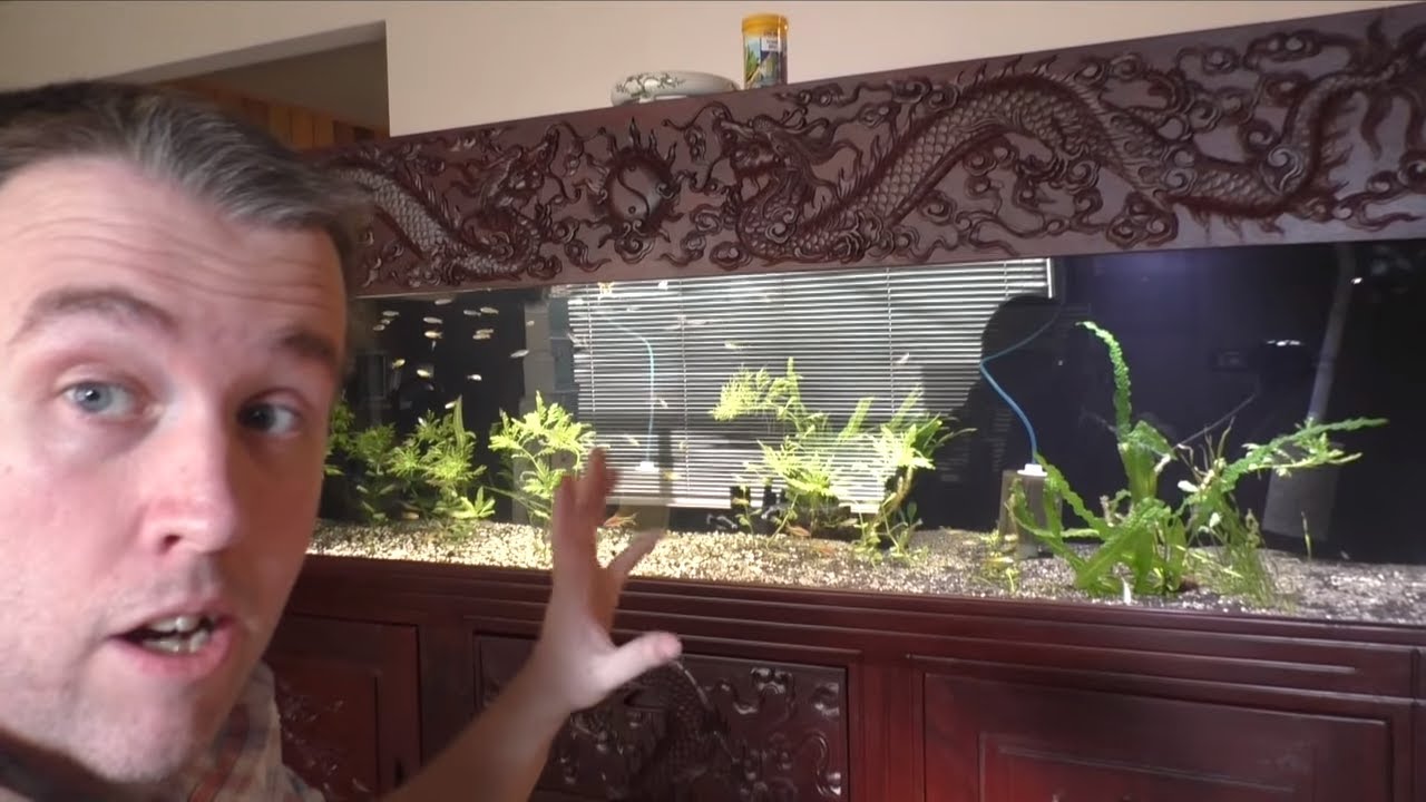 230 Gallon Custom Fish Tank Update - Fish Room Update Ep. 33
