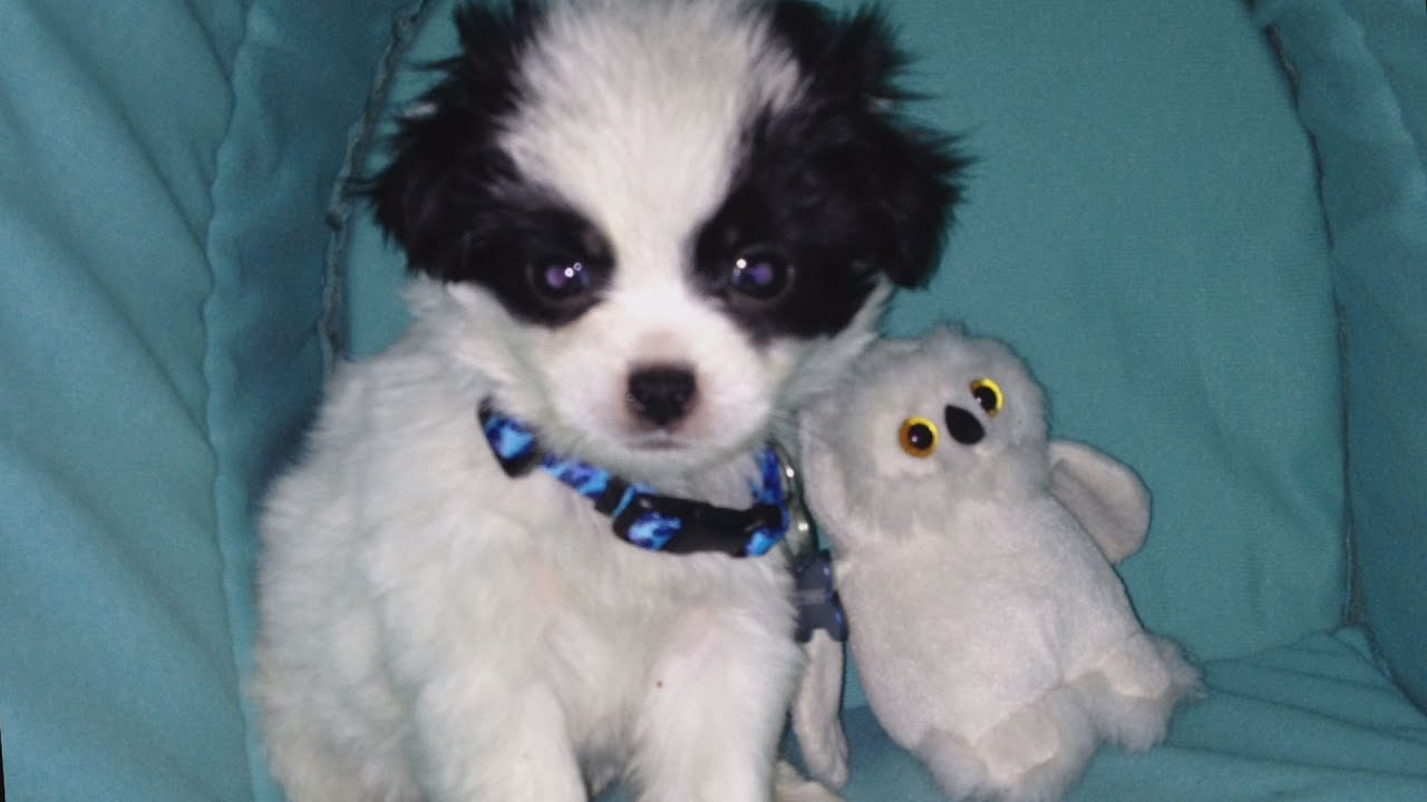 EXPOSED: Man Selling Parvo Infected Puppies Online
