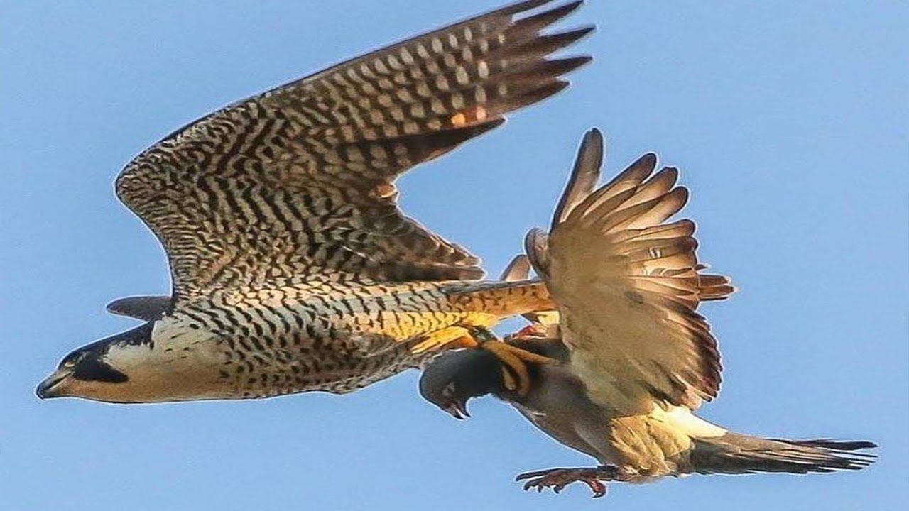 EL PODER DEL HALC&Oacute;N PEREGRINO 🦅 Un MISIL Viviente 🦅