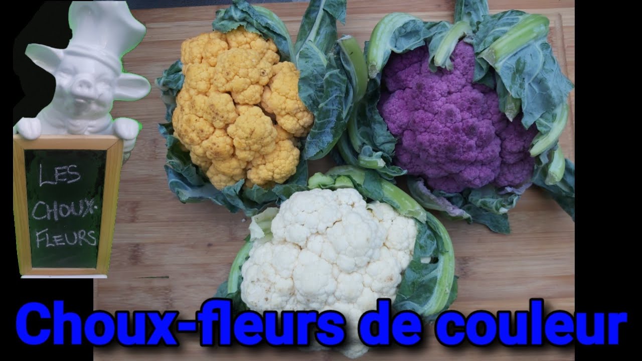 Les choux-fleurs de couleur