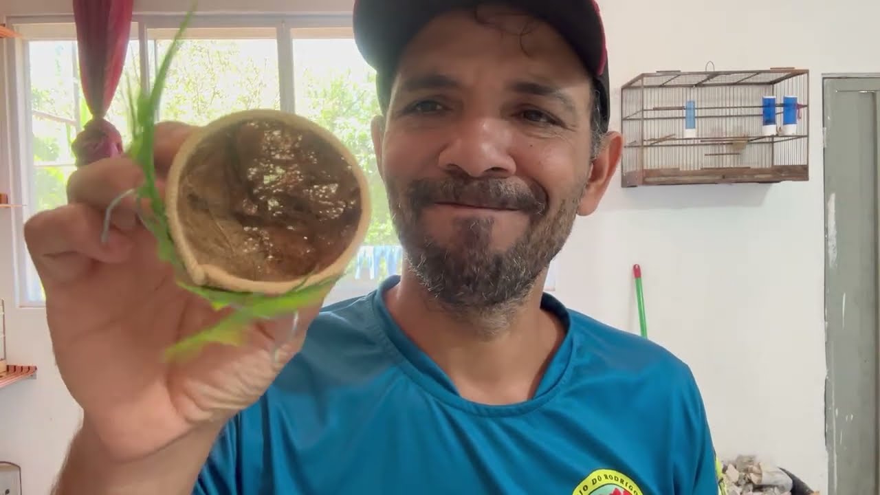 Falando um pouco sobre ninho de coleiro.