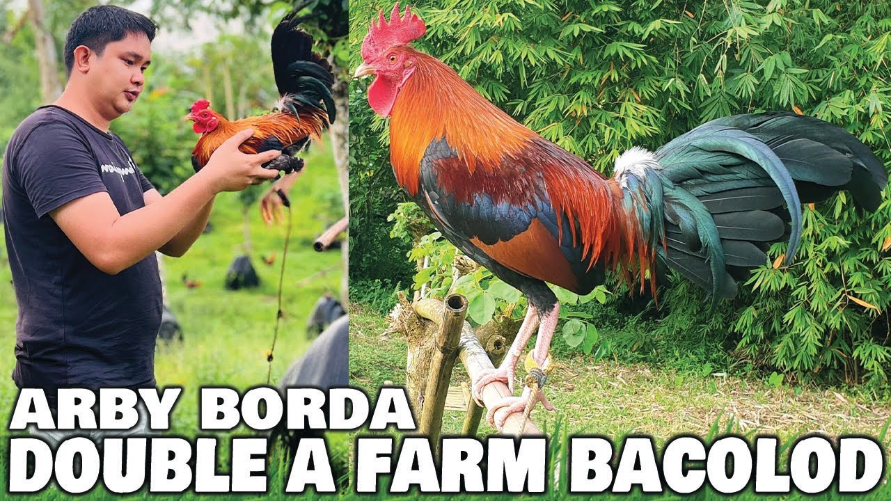 Beautiful Big Farm In Bacolod Philippines - DOUBLE A FARM Arby Borda