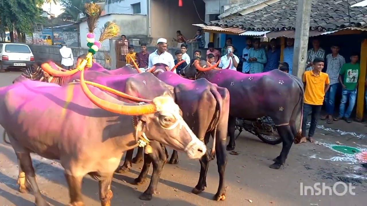 buffalo race