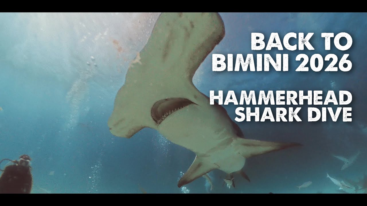 Back to Bimini: hammerhead shark dive 2026