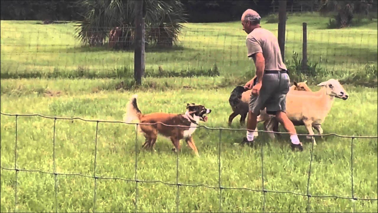 Penny's First Time Herding Sheep - English Shepherd