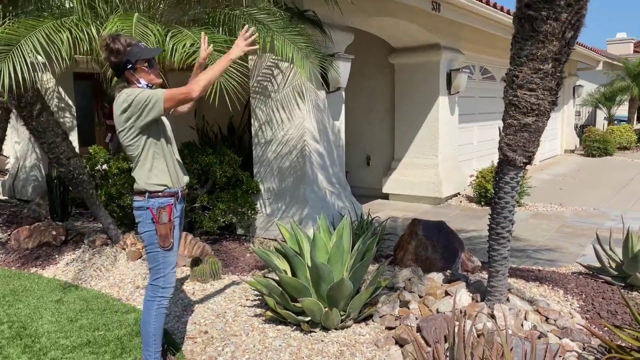 90 Day Checkup on a Chula Vista Summer Succulent Garden