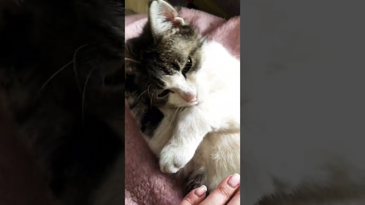 #kitten #cute #cat