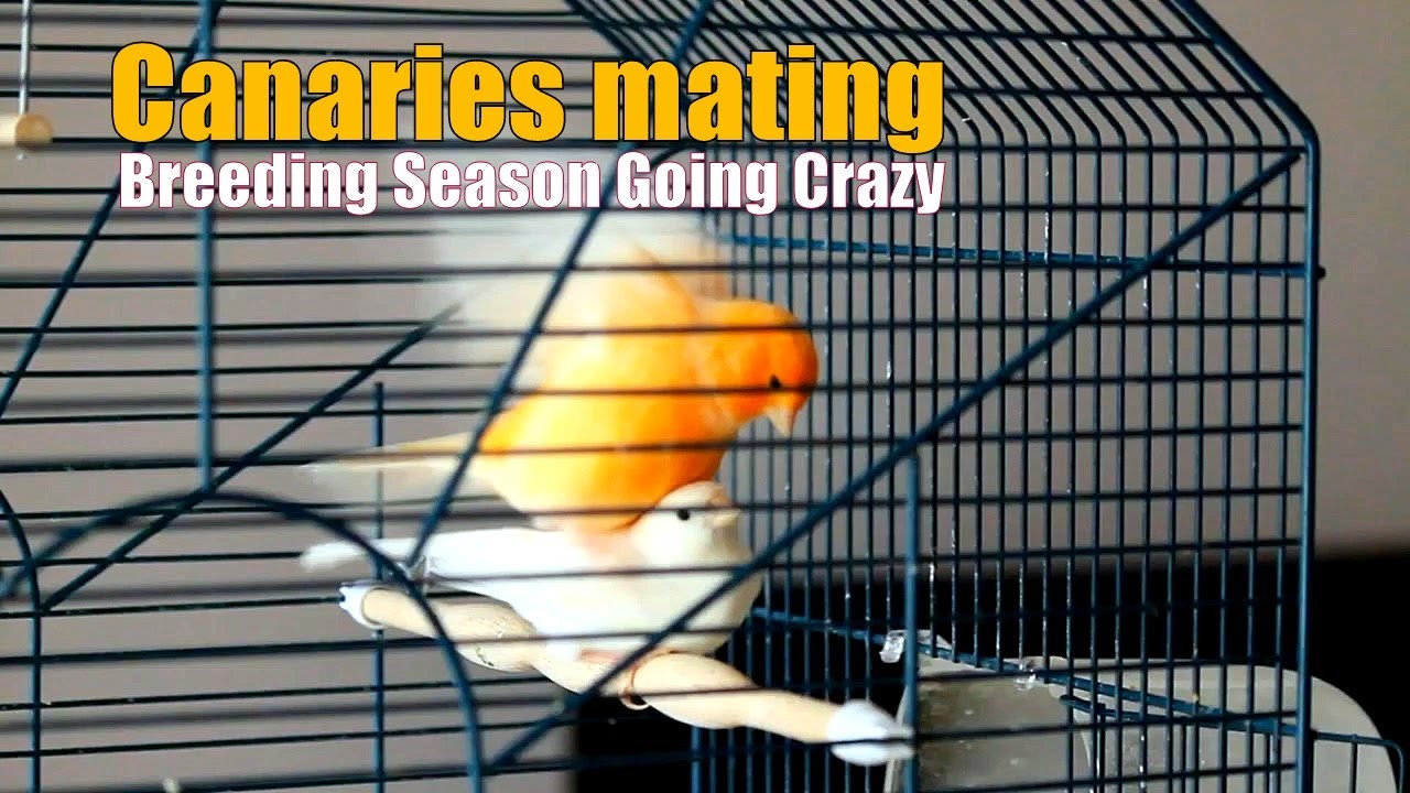 Canary Mating Breeding Season Going Crazy  أقوى محفز لتزاوج الكناري الأروع على يوتيوب