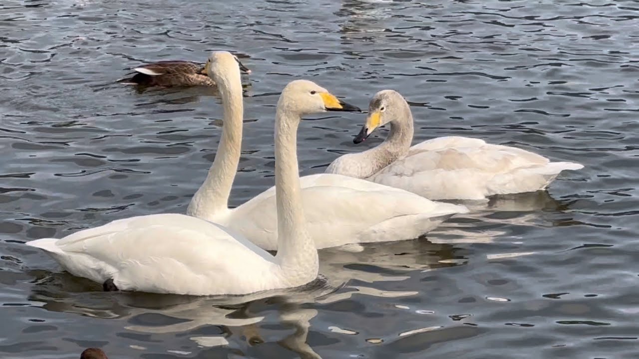 【渡り鳥】2025年3月2日のカモと白鳥【duck】