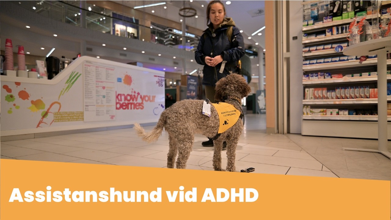 Assistanshund vid ADHD | ASSISTANSHUNDARNA