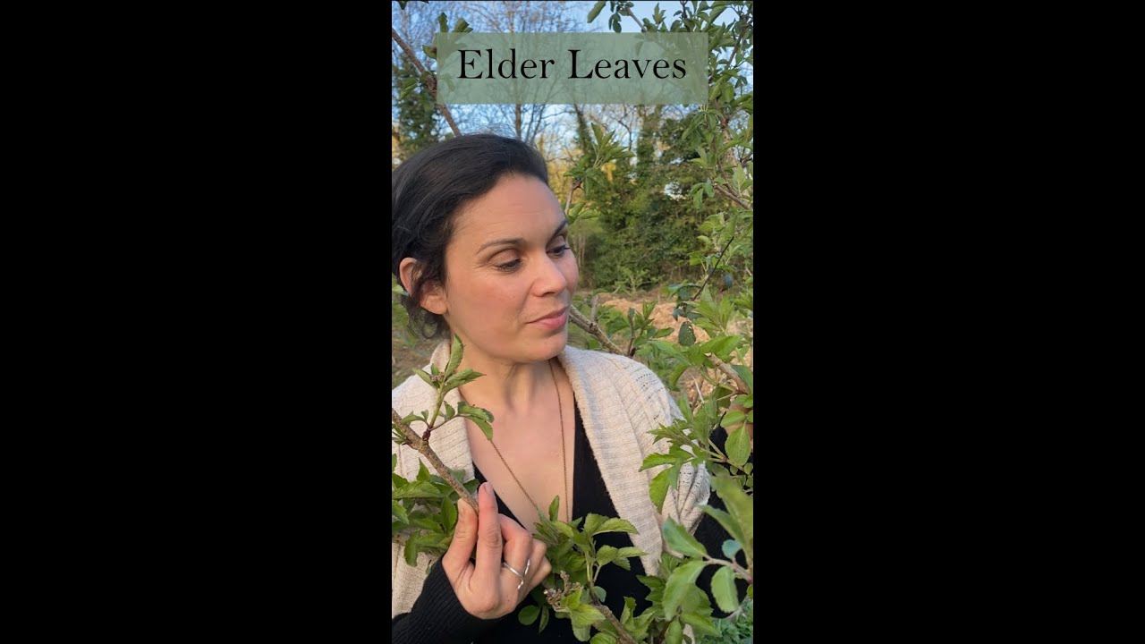 Working with Elder Leaves as a  Medicine from the Ivywood Garden