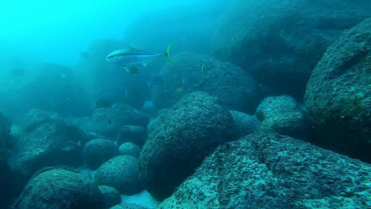 脂の乗ったホウライヒメジを突きに潜る
