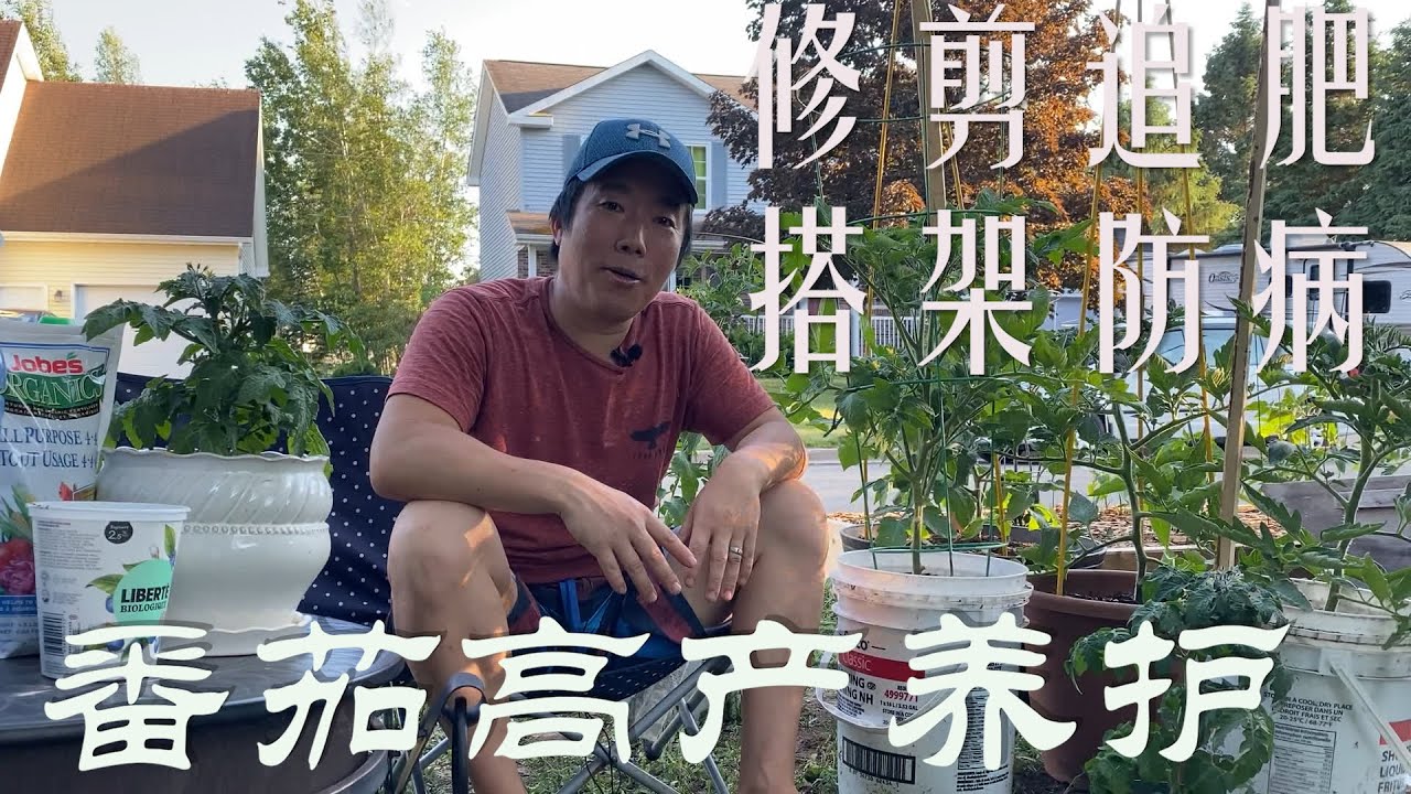 【渔耕笔记】种番茄 | 西红柿种植结果期如何修剪追肥搭架及养护