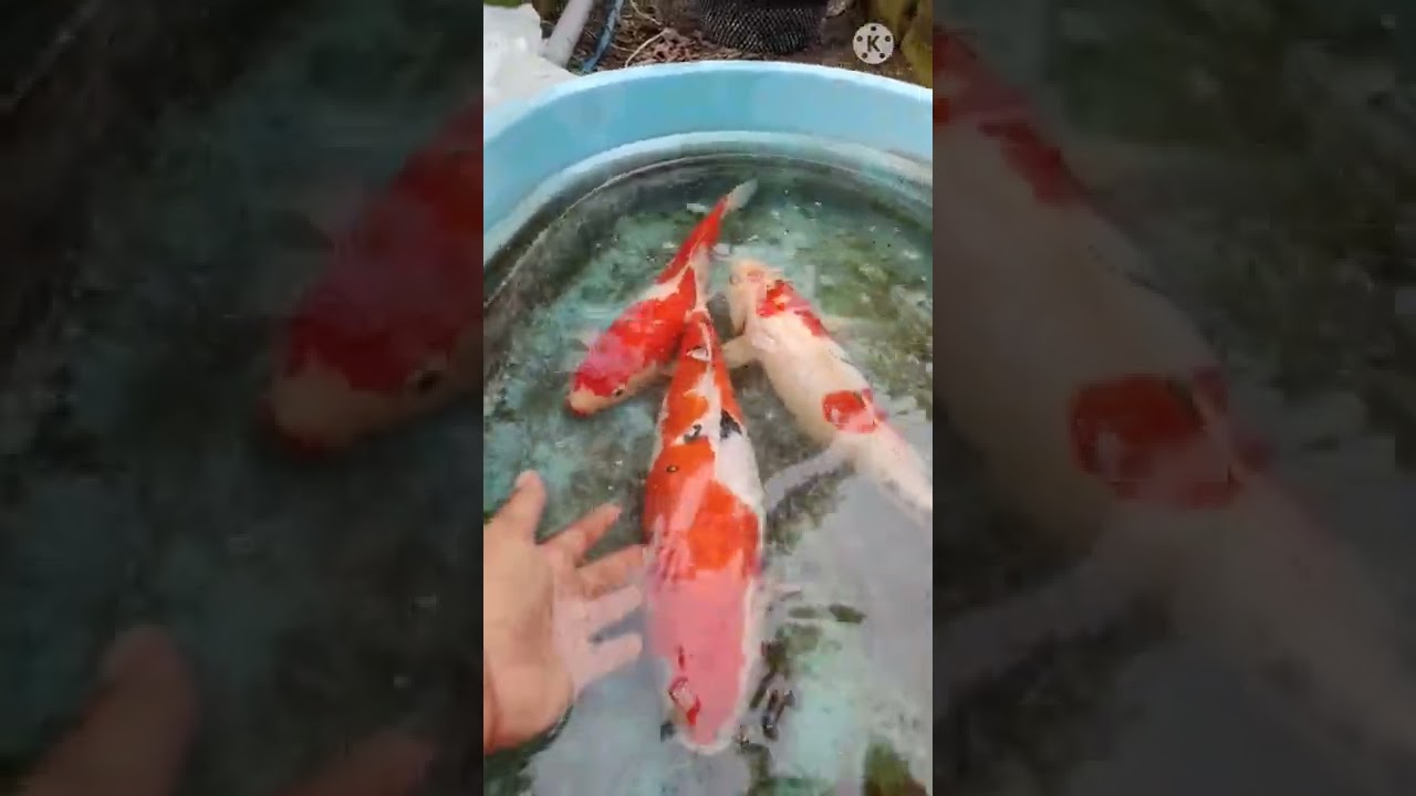Mengawinkan ikan koi di kolam sempit
