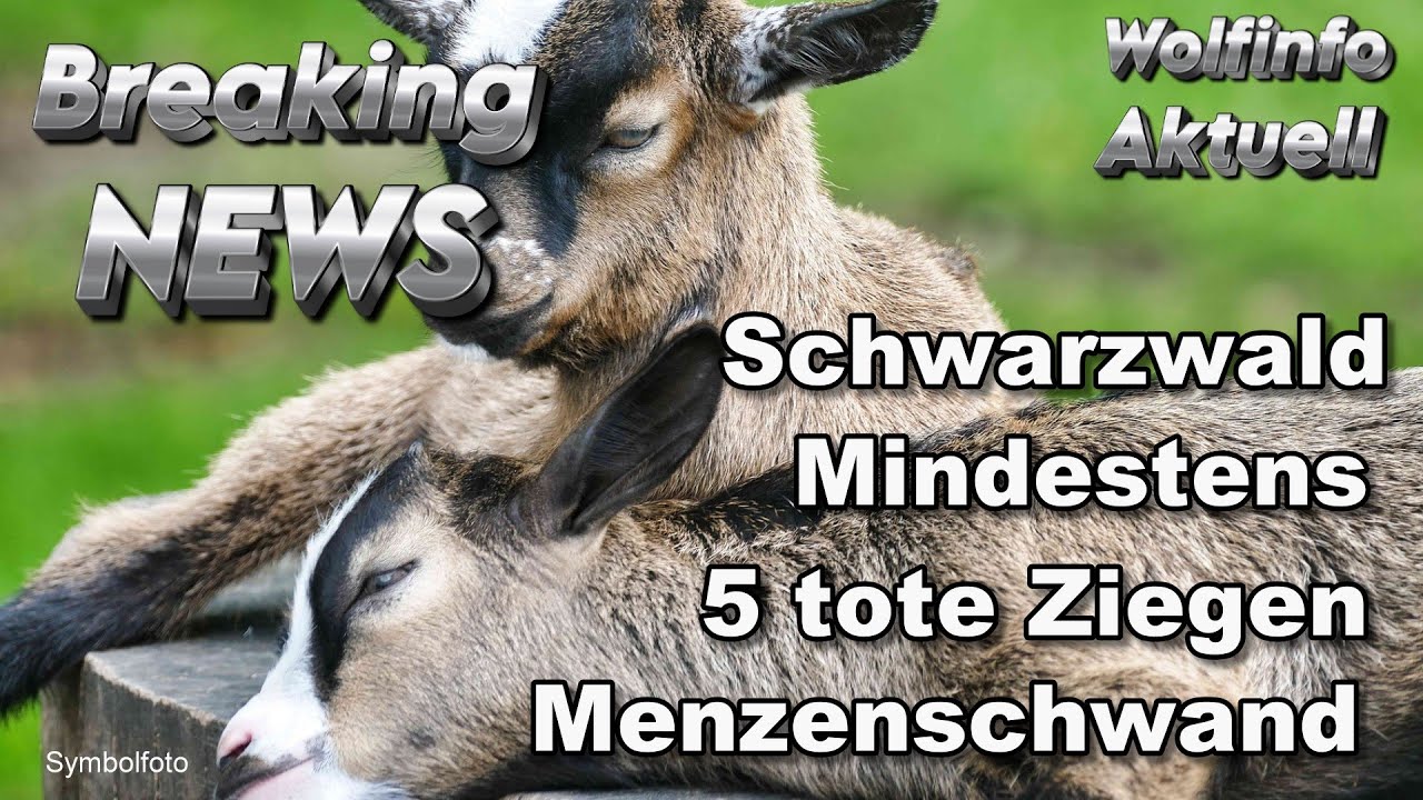 Südschwarzwald: mindestens 5 tote Ziegen