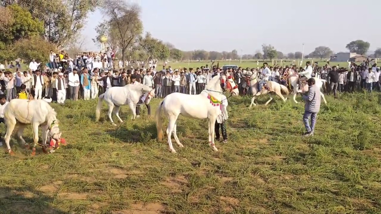 गांव बड़ाबास बालाहेड़ा में घुड़सवारी 🐎🐎