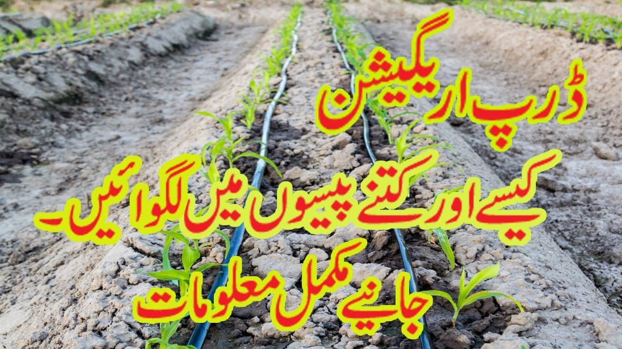 DRIP IRRIGATION SYSTEM IN PAKISTAN | DRIP IRRIGATION SYSTEM COST PER ACRE