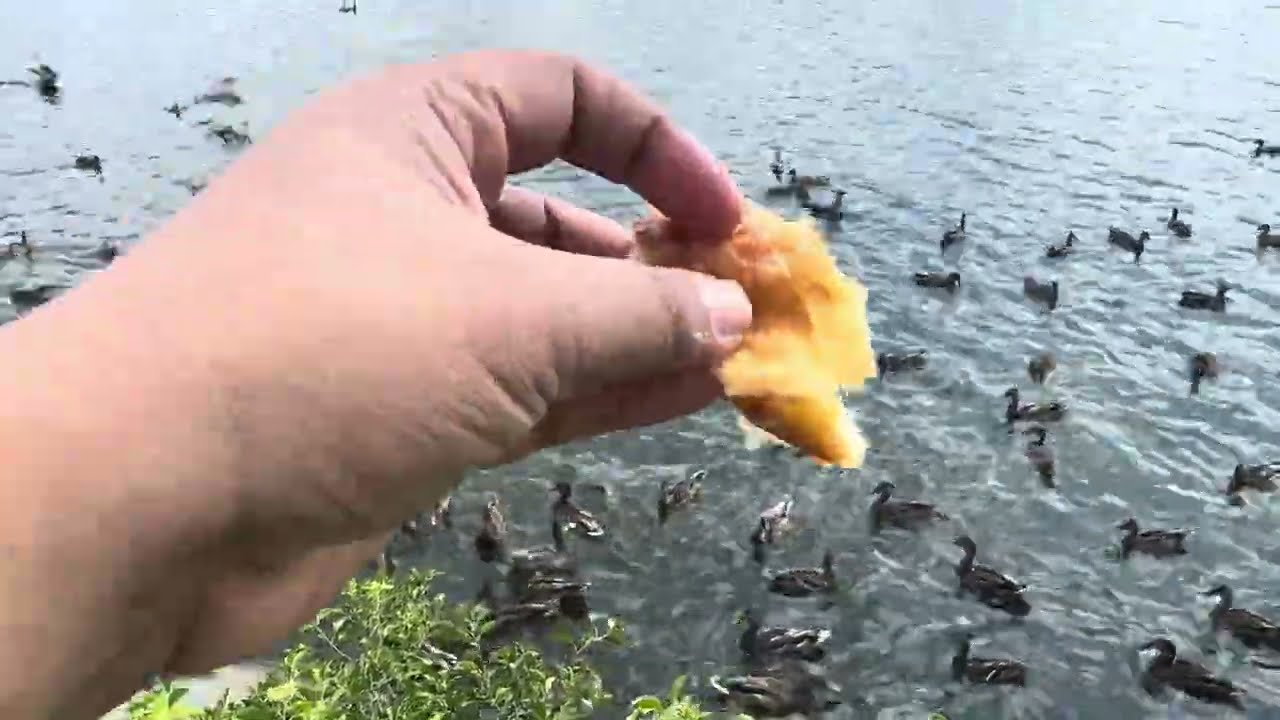 Feeding Ducks and Seagulls at Merrimack River, Lowell 