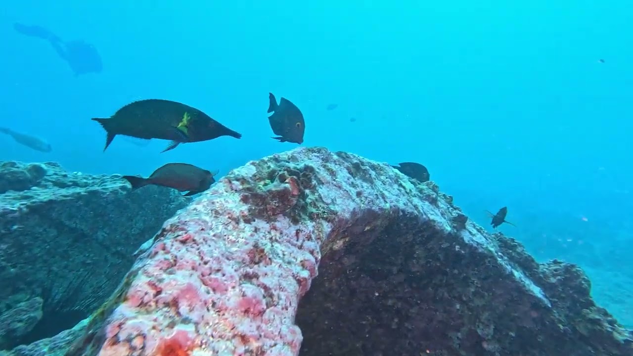 #112 Kaimana Divers - Honolulu, HI - Anchor (Mid Pipe) - 2/12/26 - 4k