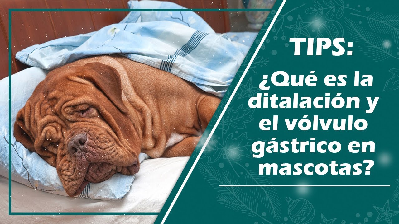 Vólvulo gástrico- La enfermedad de los perros de talla grande