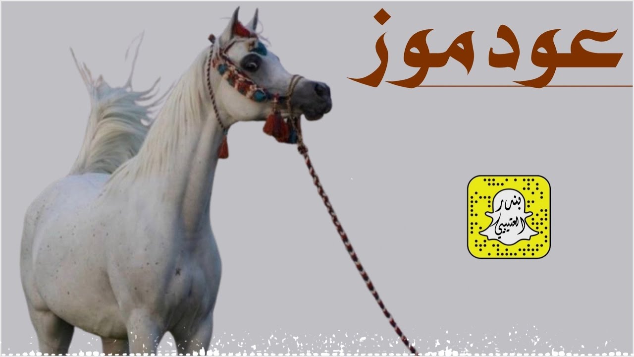 عود موز - ياهجوسي نبي قاف يشيلونه كلمات عيده المطيري اداء محمد الهوشان 2025 حصرياً