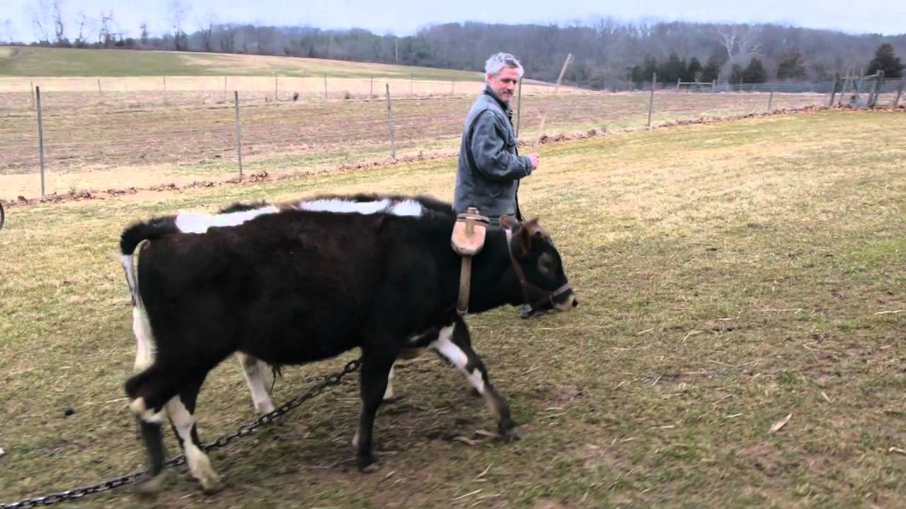 Oxen in Training at Howell Living History Farm.mp4
