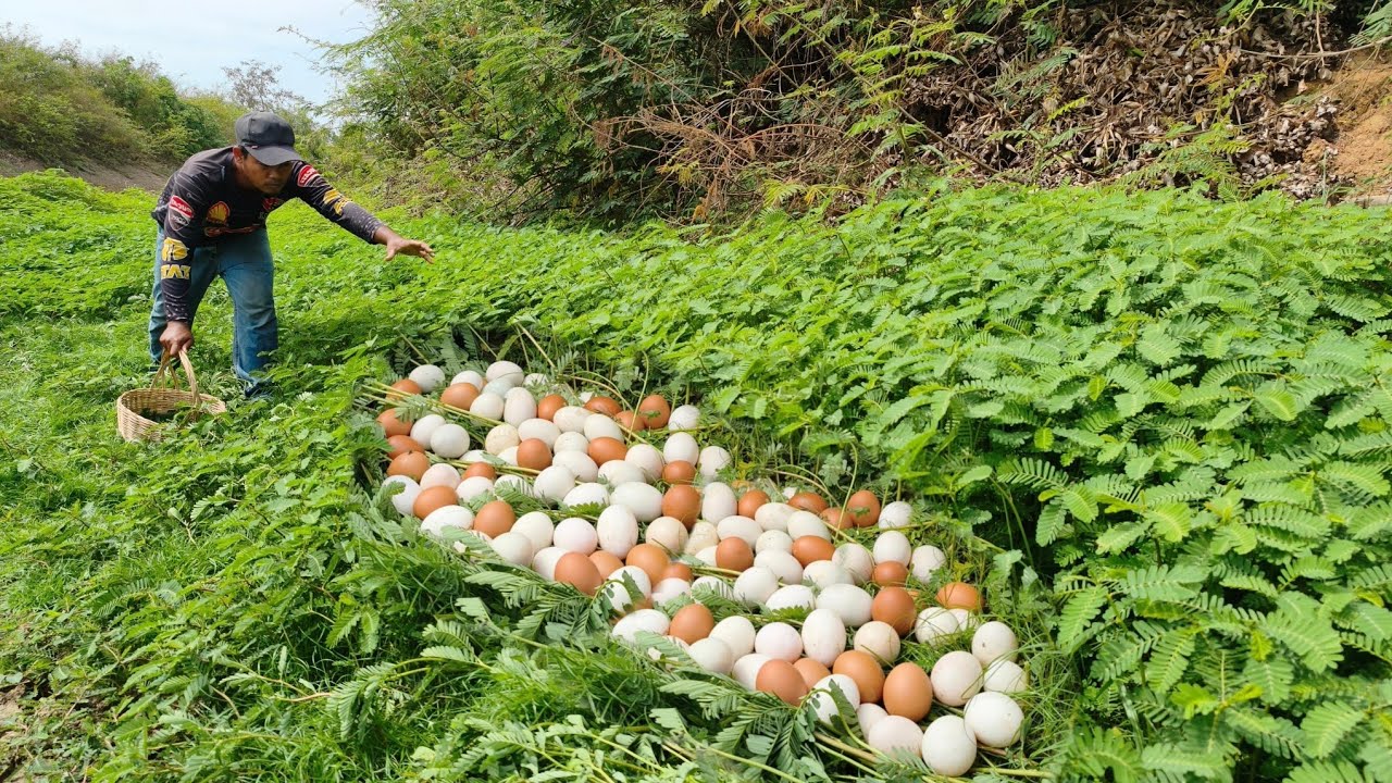 Wow, that's good.A farmer harvests duck eggs in the meadow.
