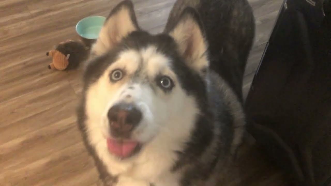 Always Check Your Salmon For Bones When Feeding Your Dog