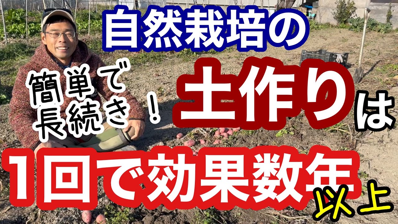 【土づくりの話】1回やるだけで効果が続く植物性堆肥を実例と経験から解説《自然栽培/無農薬/家庭菜園/自給農/ジャガイモ栽培》