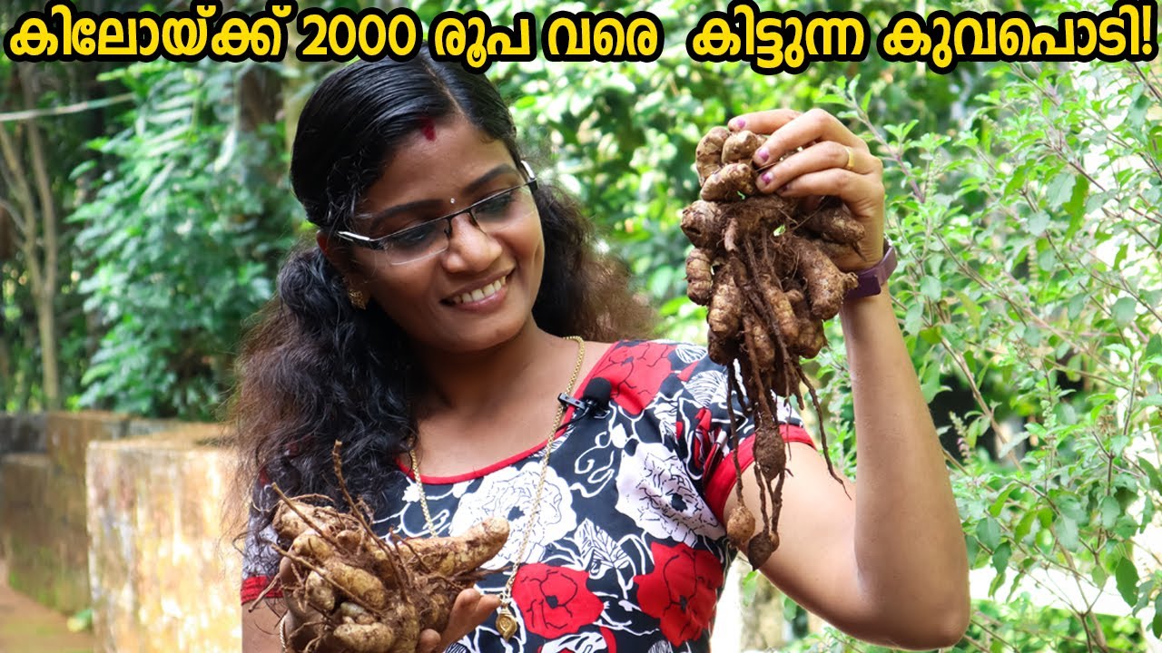 കിലോയ്ക്ക് 2000 രൂപ വിലയുള്ള കുവ കുറുക്ക് ഉണ്ടാക്കുന്നത് കണ്ടിട്ടുണ്ടോ? | Koova Kurukk | Arrowroot