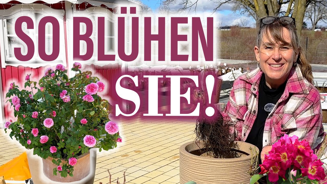 NEUE Töpfe - Rosen in Töpfen 💚 frisch einpflanzen bzw. umtopfen? 🌹🌞😺 Die Anleitung