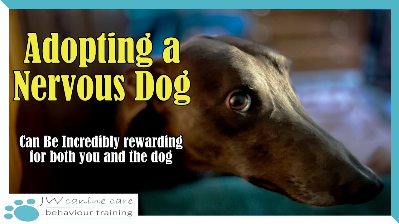 Adopting a nervous dog