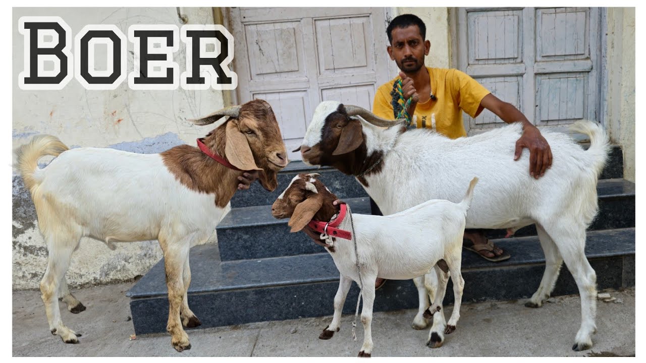Quality Boer Kids and Bade bakre at JK goat farm Aurangabad Maharashtra