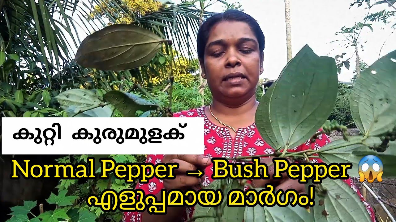 ഇനി കുറ്റി കുരുമുളക് വാങ്ങി കാശ് കളയണ്ട|Bush pepper malayalam 