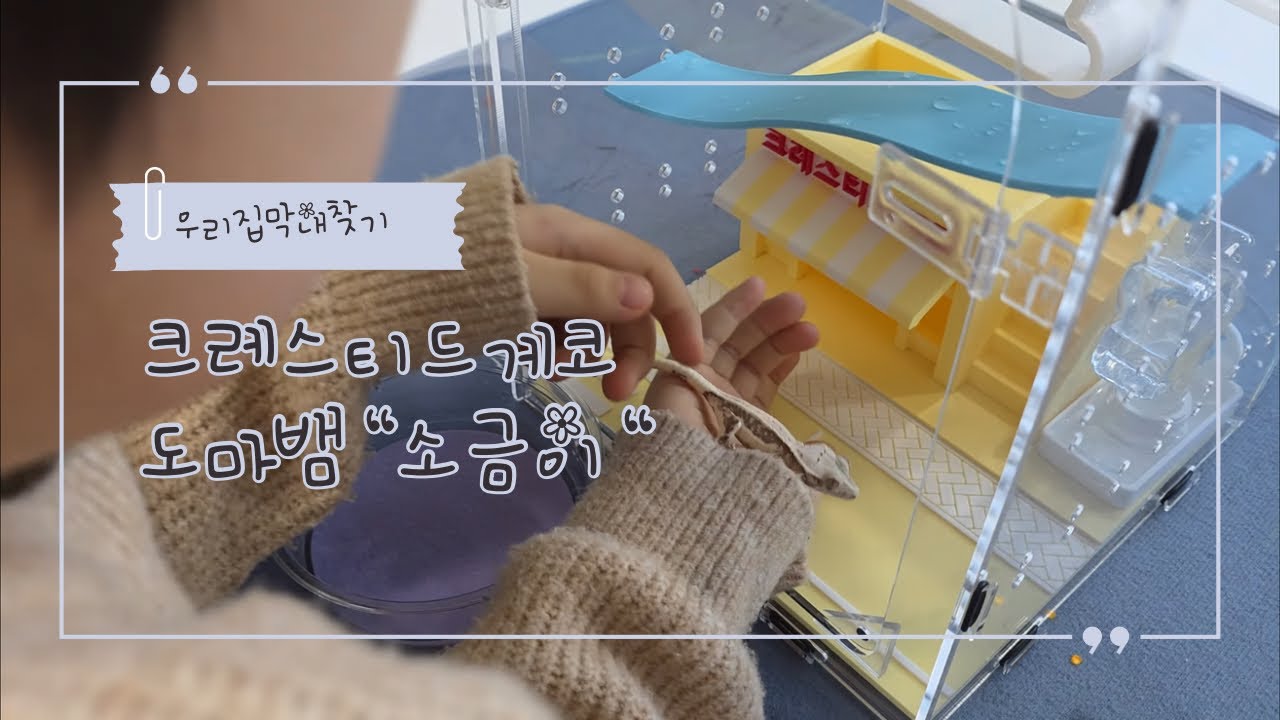 부산 랩타일포럼 크레스티드게코 입양기