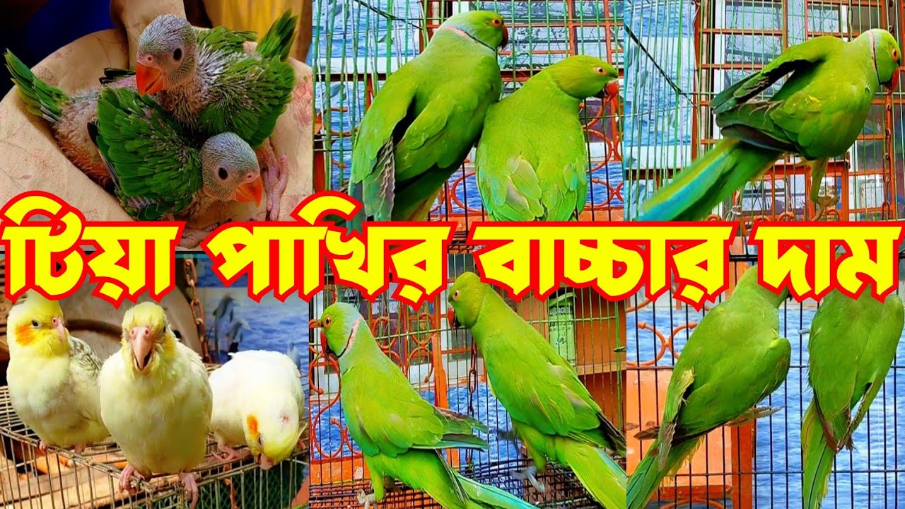 টিয়া পাখির বাচ্চার দাম | টিয়া পাখির দাম | Tiya Pakhir Dam | Parrot Price In Bangladesh | parrot 