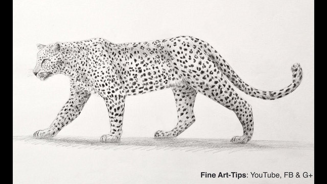 How to Draw a Leopard With Pencil - Big Cat