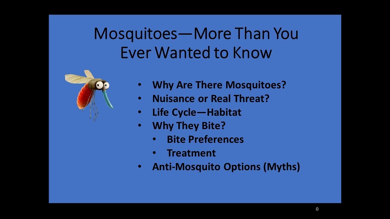 Mosquitos Why Do They Exist