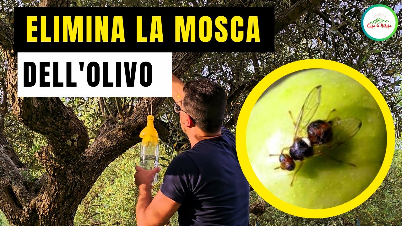 Mosca Dell'olivo - COME ELIMINARLA IN MODO BIOLOGICO NATURALE