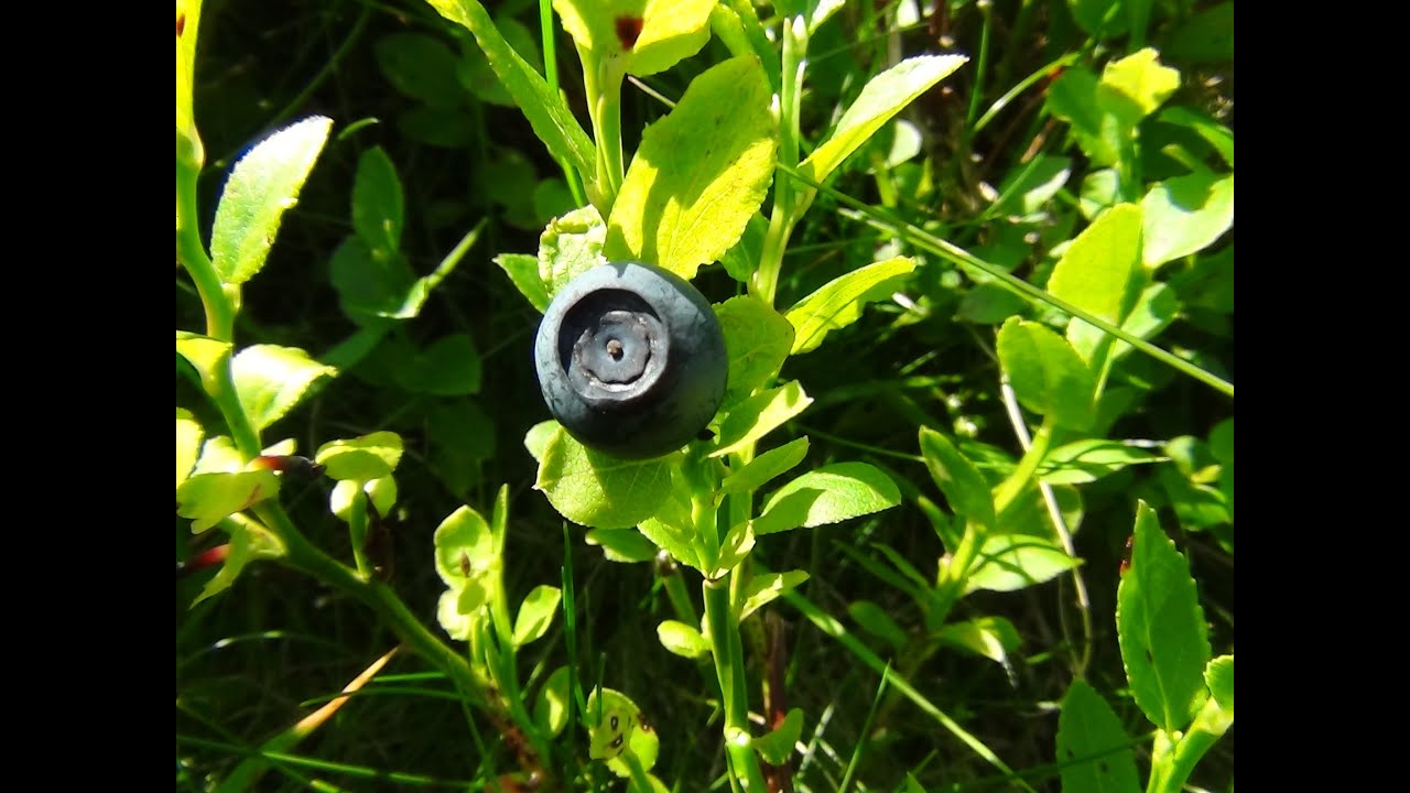Identifying Bilberries, Blaeberry, Whortleberry, Whinberry, Windberry, Vaccinium myrtillus
