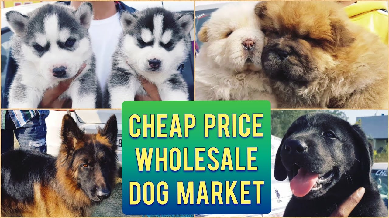 Dog Market Ludhiana | Wholesale Rates with breeder's info | Gold Medal Kennels