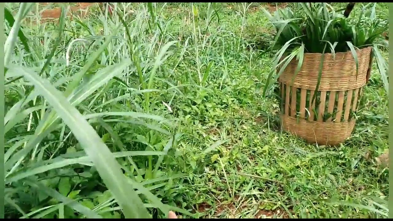 CARA PERTAMA KALINYA NGARIT RUMPUT YANG DI TANAM
