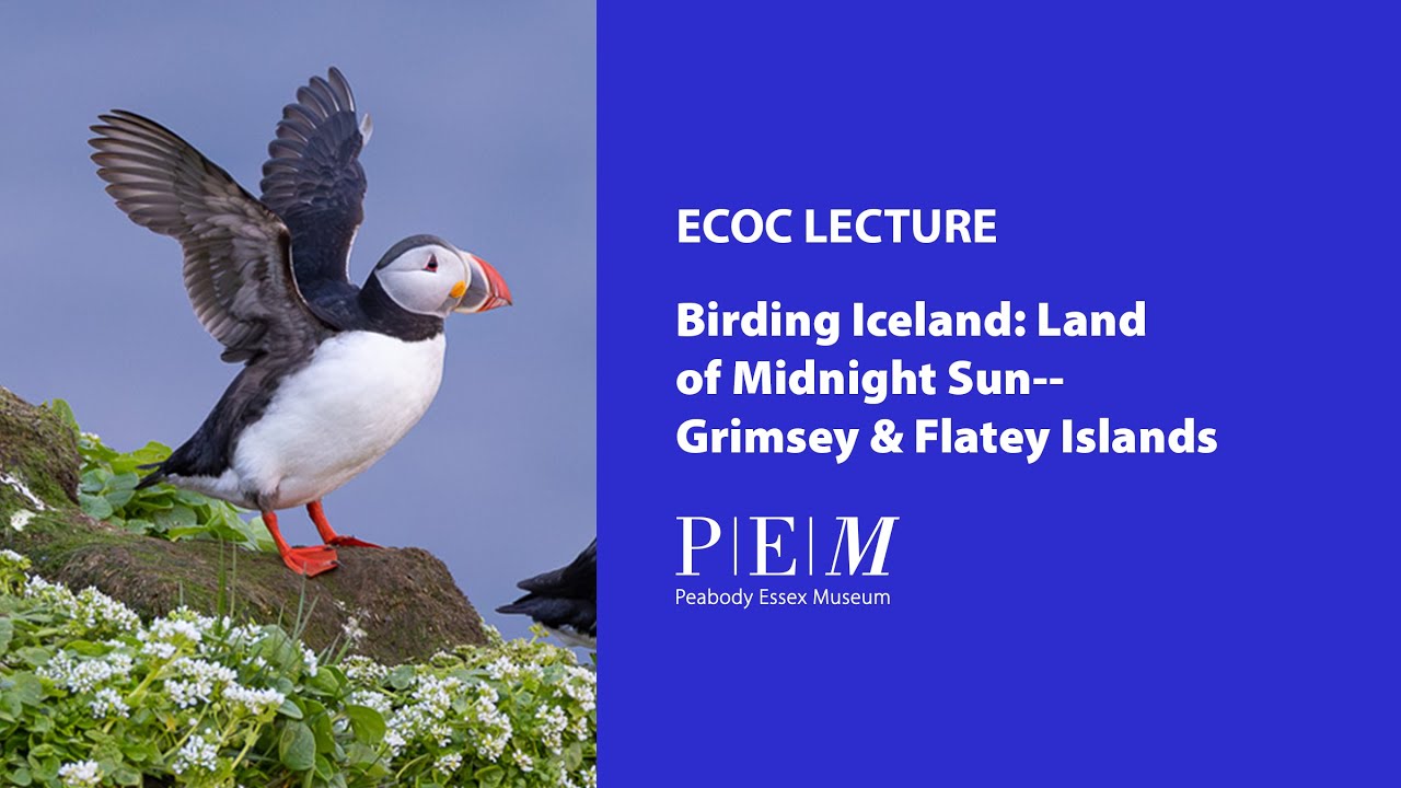 Birding Iceland: Land of Midnight Sun--Grimsey & Flatey Islands
