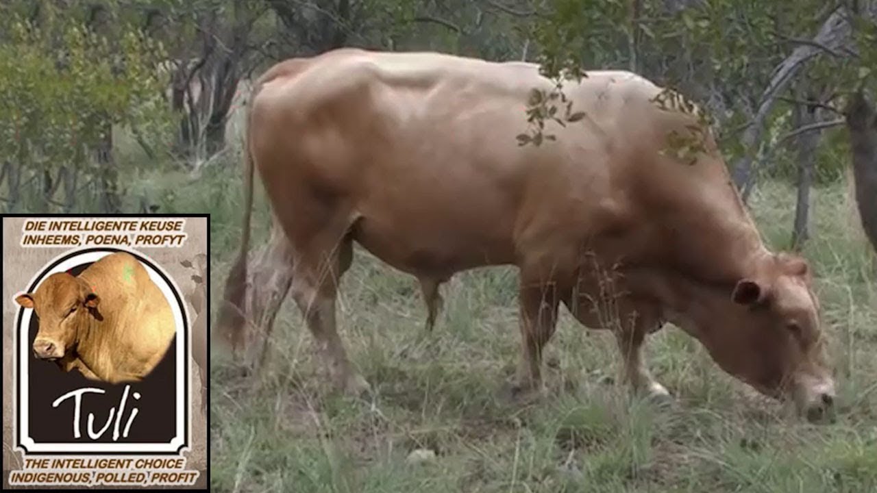 Tuli Cattle - The Extremely Profitable Choice