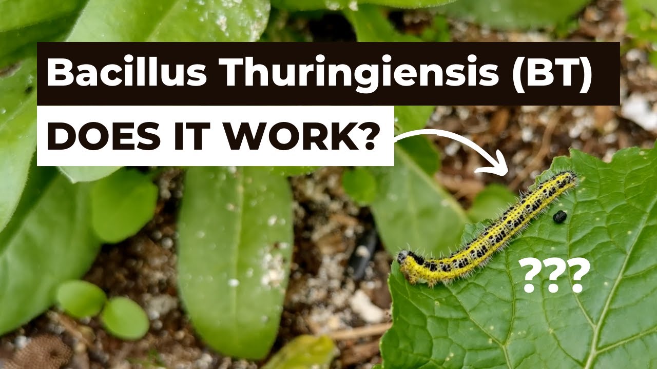 Does Bacillus Thuringiensis (BT) really work?