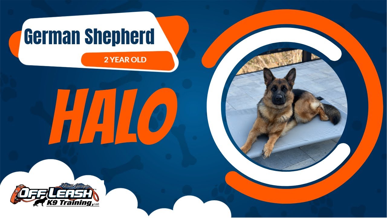 From Pulling to Polished 🐾 | Halo the German Shepherd’s 2-Week Training Transformation