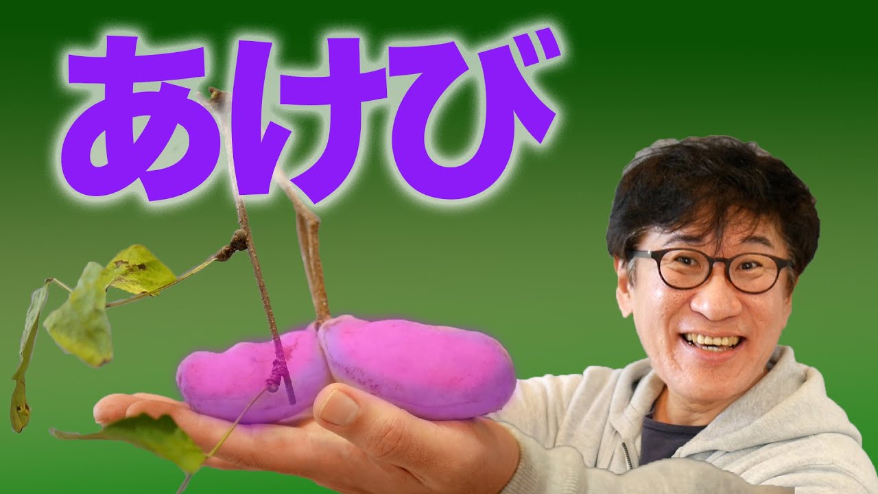 【野食フルーツ】あけびを採って食べる前に描く【まいにちスケッチ#32】字幕付