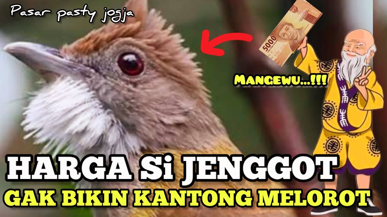 🔴 REVIEW HARGA BURUNG CUCAK JENGGOT  DI PASAR PASTY JOGJA TERKINI