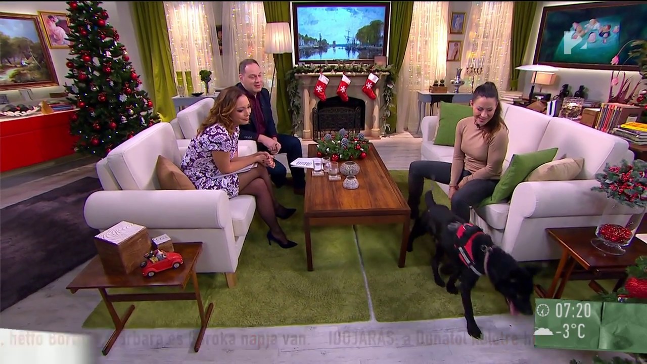 Egy kisfiú mentette meg a láncon tartott, megkínzott kutyát - tv2.hu/mokka