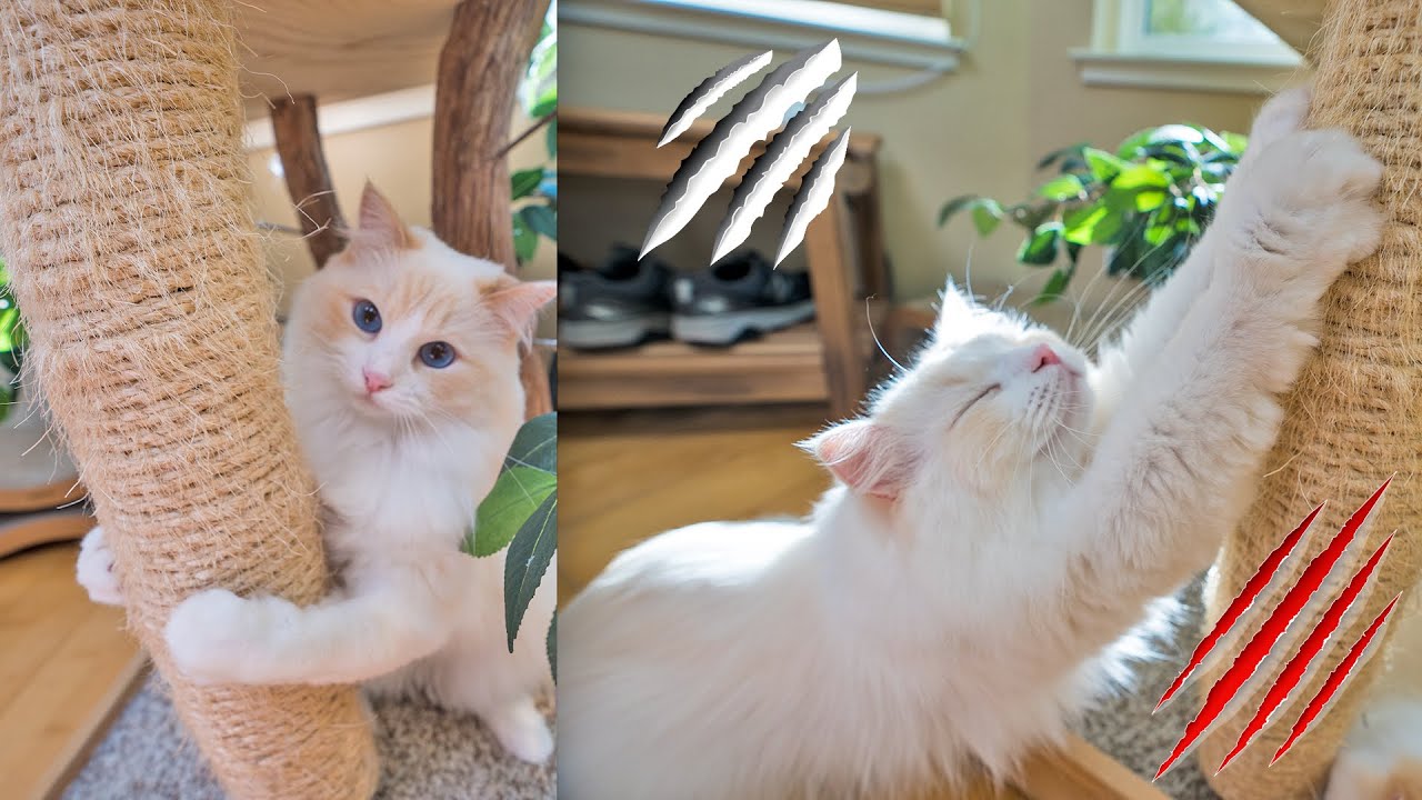 Как отучить кошку царапать мебель (8 советов) | Кошачий дворецкий